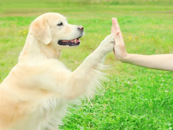 Corsi di addestramento del cane